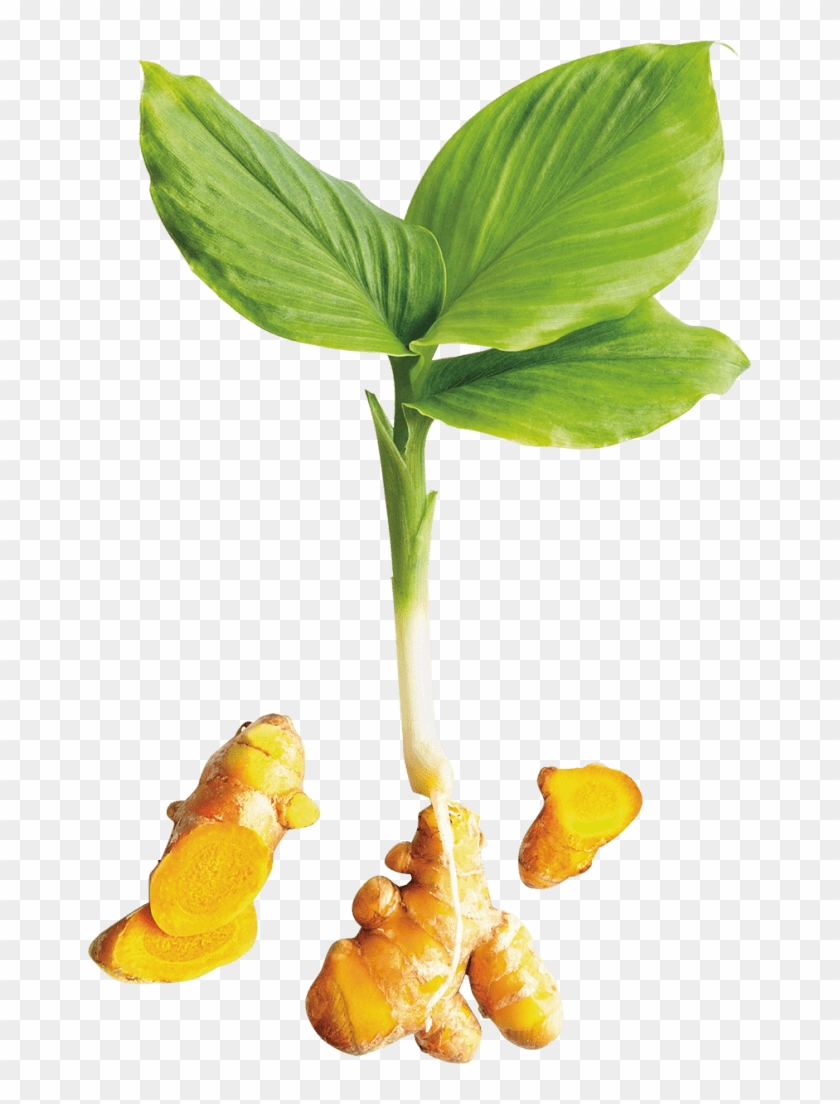 Turmeric - Turmeric Plant, HD Png Download - 663x1024(#826626) - PngFind