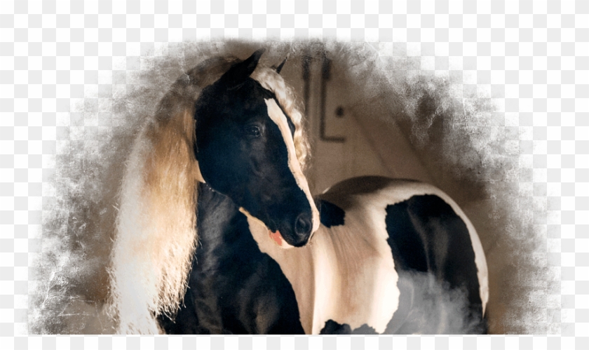 Download Gypsy Vanners Gypsy Vanner Transparent Hd Png Download 912x489 832630 Pngfind PSD Mockup Templates