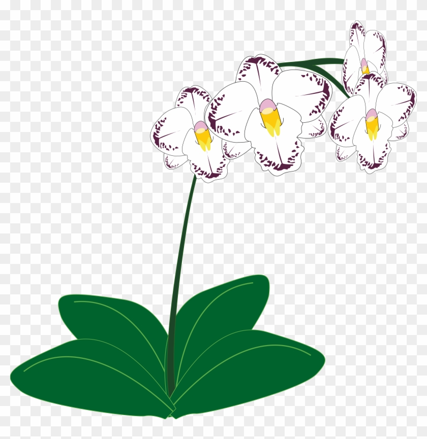 Orchid Png, Transparent Png - 2400x2359(#861388) - PngFind