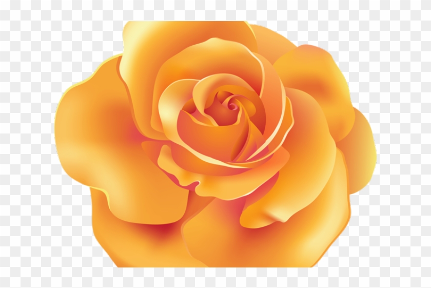 Spain Clipart Beauty And The Beast Rose Orange Transparent Roses Hd Png Download 640x480 Pngfind