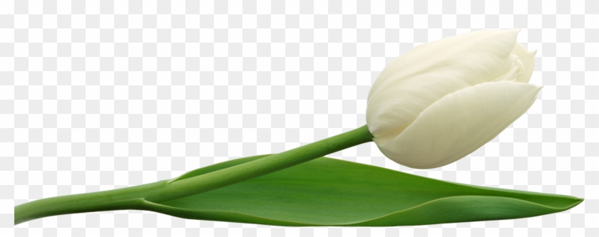 tulip png image transparent background white flowers png download 1700x594 884915 pngfind tulip png image transparent