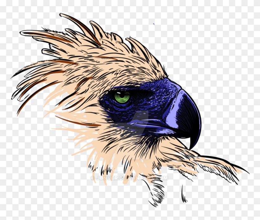 philippine eagle png logo philippine eagle drawing transparent png 816x980 898142 pngfind philippine eagle png logo philippine