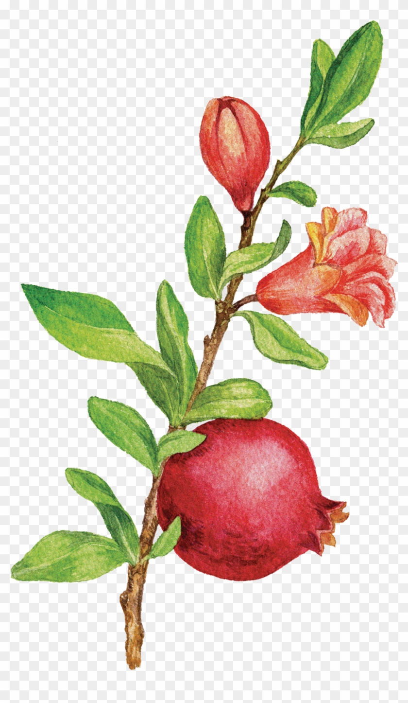 pomegranate tree png