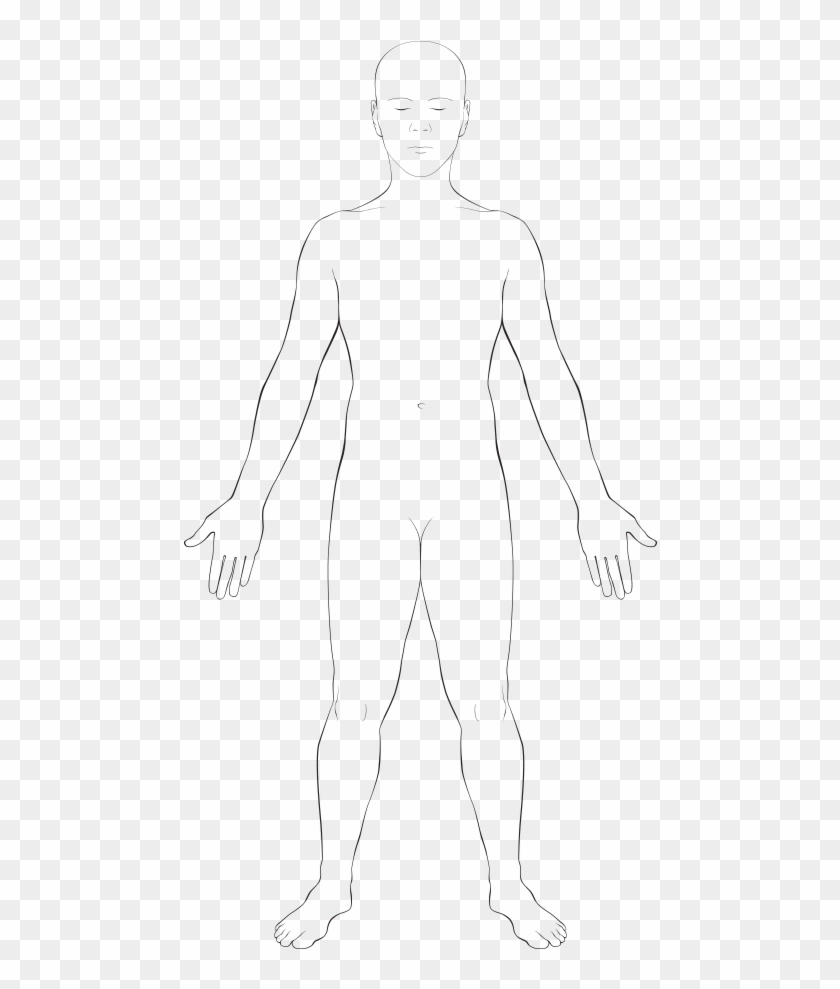 Interactive Body, HD Png Download - 500x959(#916795) - PngFind