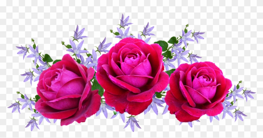 Roses, Red, David Austin, Floral, Arreglo - Arranjos De Rosas Png, Transparent Png - 960x454(#940077) - PngFind