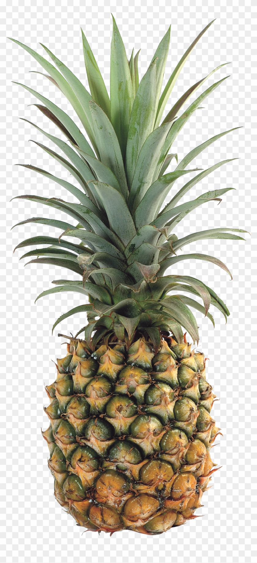 pineapple png image free download ananas transparent png 1379x2957 968792 pngfind pineapple png image free download