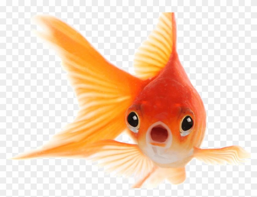 Goldfish Png Photo Goldfish Png Transparent Png 17x1076 96 Pngfind