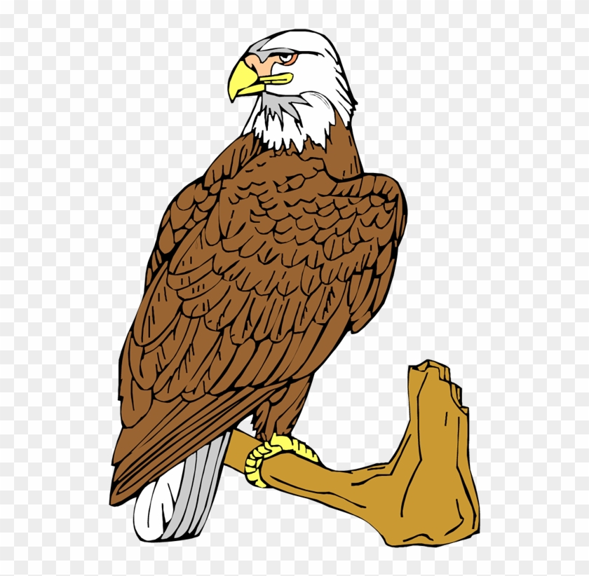Bald Eagle Clipart - Aguila Animada Png Transparente, Png Download -  531x742(#976099) - PngFind