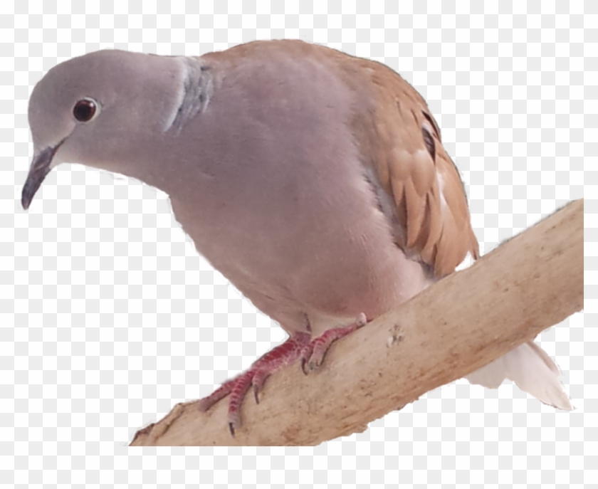 Stock Dove, HD Png Download - 847x635(#982422) - PngFind