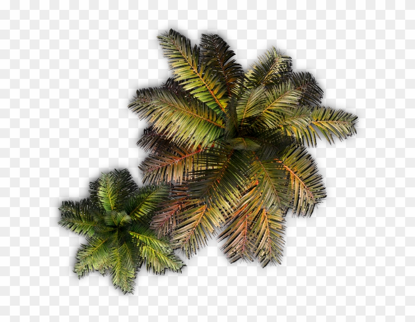 Palm E - Attalea Speciosa, Hd Png Download - 704x590(#990238) - Pngfind