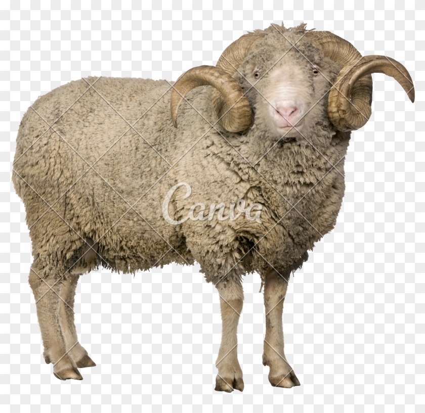 merino sheep png mouton merinos d arles transparent png 800x737 991144 pngfind merino sheep png mouton merinos d